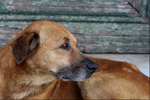 Associação denuncia matança de animais por envenenamento em Iúna